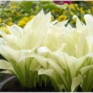 Neysastore 20pcs Hosta Plantaginea Fragrant Plantain Seeds Fire And Ice Shade White Lace