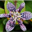 Neysastore 50+ TRICYRTIS JAPANASE TOAD LILY FLOWER SEEDS SHADE PERENNIAL