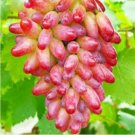 Neysastore 20PCS Rare Finger Grape Seeds Advanced Fruit Seed Natural Growth Grape Delicious