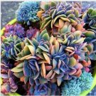 Neysastore 100pcs Japanese Succulents Seeds Rare Indoor Flower Mini Cactus Seeds