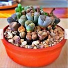 Neysastore RARE Lithops MIX succulent cactus EXOTIC living stones desert rock seed 50 SEEDS