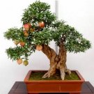 Neysastore 20pcs bonsai pomegranate seeds very sweet fruit