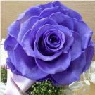 Neysastore US-Seller Beautiful Rose Seeds 50Pcs Seeds