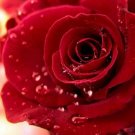 Neysastore Beautiful Rose Seeds 50Pcs Seeds