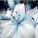 Neysastore 50pcs Blue Lily Plant Seeds Potted Bonsai Lilium Flower Perfume Plant