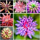 Neysastore 100pcs Succulent Seeds Lithops Rare Living Stones Plants Cactus Home Plant Hot