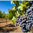 Neysastore 20 Mixed Grape Seeds Vitis Vinifera Delicious Fruit Plant Seed Home Garden Decor