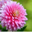 Neysastore 20Pcs Pink Dahlia Seeds Dahlia Pinnata Garden Flowers S045-2