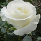 Neysastore Beautiful White Rose Seeds 50Pcs Seeds