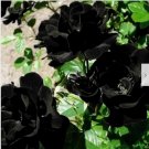Neysastore 50 BLACK ROSE Rosa Bush Shrub Perennial Flower Seeds