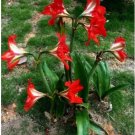 Neysastore Flower seeds amaryllis plants 100 pcs,Hippeastrum rutilum,bonsai plant