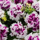 Neysastore 100 pcs petunia seeds, double petals petunia flower seeds, perennial bonsai