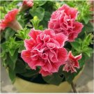Neysastore 100 pcs petunia seeds, double petals petunia flower seeds, perennial bonsai 1