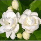 Neysastore Flower pots planters 10 seeds white Jasmines seeds Sweet soul Jasmine seeds