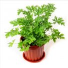 Neysastore 100pcs Citronella Plant seeds Mozzie buster plant mosquito repellent plant