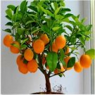 Neysastore Orange Tree seeds Indoor Plant in Pot garden plant 20pcs