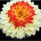 Neysastore Rare Beautiful Perennial Dahlia Flowers Seeds 20PCS