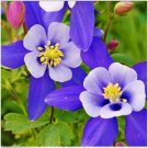 Neysastore 100 Columbine Mix Color Seeds Aquilegia Viridiflora