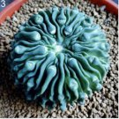 Neysastore 20pcs Mixed Succulent Seeds Lithops Rare Living Stones Plants Cactus Home Plant