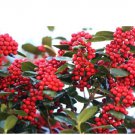 Neysastore Chinese Holly, Ilex cornuta, Shrub 30 Seeds