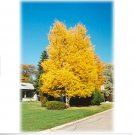Neysastore Paper Birch, Betula papyrifera, Tree 600 Seeds