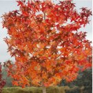 Neysastore American Sweetgum, Liquidambar styraciflua, Tree 200 Seeds