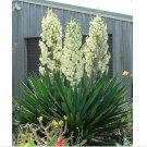 Neysastore Adams Needle, Yucca filamentosa, Shrub 30 Seeds