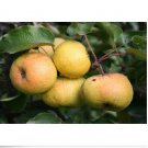 Neysastore Chinese Pear, (Ussurian Pear), Pyrus ussuriensis, Tree 10 Seeds