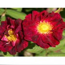 Neysastore Red Rugosa Rose, Rosa rugosa rubra, Shrub 100 Seeds