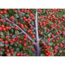 Neysastore Rockspray Cotoneaster, Cotoneaster horizontalis, 120 Seeds