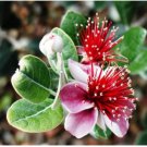 Neysastore Pineapple Guava, Feijoa sellowiana, Tree 5 Seeds