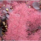 Neysastore Purple Smoketree, Cotinus coggygria atropurpurea, 60 Seeds