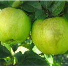 Neysastore Antonovka Apple, Malus Domestica Antonovka Tree 120Seeds