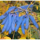 Neysastore Blue Sausage Fruit, Decaisnea fargesii, Shrub 40 Seeds