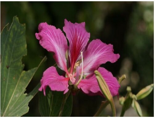 Neysastore Purple Orchid Tree, Bauhinia Purpurea, Tree 5 Seeds