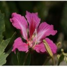 Neysastore Purple Orchid Tree, Bauhinia Purpurea, Tree 5 Seeds