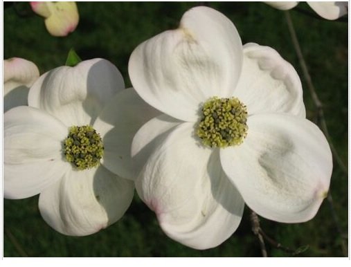 Neysastore White Flowering Dogwood, Cornus florida, Tree 30 Seeds