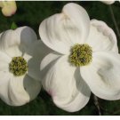 Neysastore White Flowering Dogwood, Cornus florida, Tree 30 Seeds