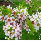 Neysastore Yellowhorn, Xanthoceras sorbifolium, Tree 6 Seeds