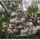 Neysastore Royal Azalea, Rhododendron schlippenbachii, 50 Seeds