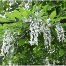 Neysastore American Yellowwood, Cladrastis kentukea, Tree 30 Seeds