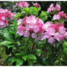Neysastore Mountain Laurel Shrub, Kalmia Latifolia, 300 Seeds