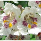 Neysastore Catalpa, Catalpa speciosa, Northern, Tree 200 Seeds