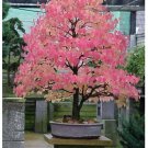 Neysastore Japanese Katsura, Cercidiphyllum japonicum, Tree 600 Seeds