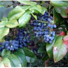 Neysastore Oregon Holly Grape, Mahonia aquifolium, Shrub 120 Seeds