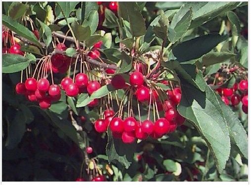 Neysastore Sargent's Crab apple, Malus sargentii, Tree 30 Seeds