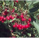 Neysastore Sargent's Crab apple, Malus sargentii, Tree 30 Seeds