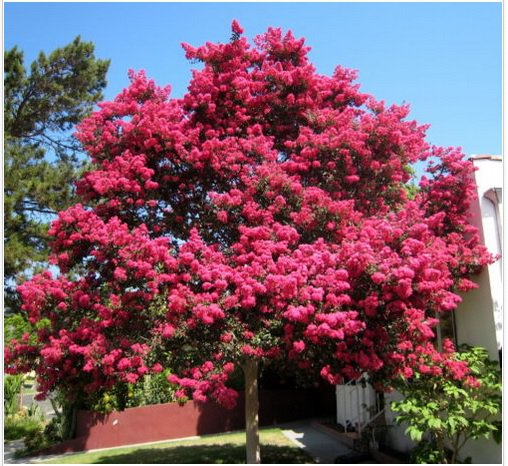 Neysastore Crape Myrtle, Lagerstroemia indica, Tree 50 Seeds