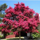 Neysastore Crape Myrtle, Lagerstroemia indica, Tree 50 Seeds