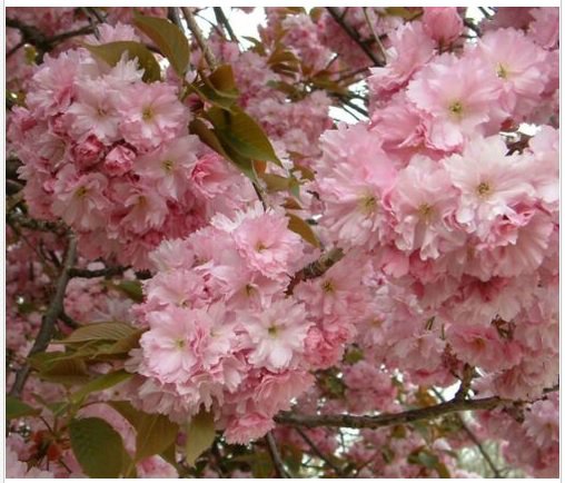 Neysastore Japanese Flowering Cherry, Prunus serrulata, Tree 30 Seeds